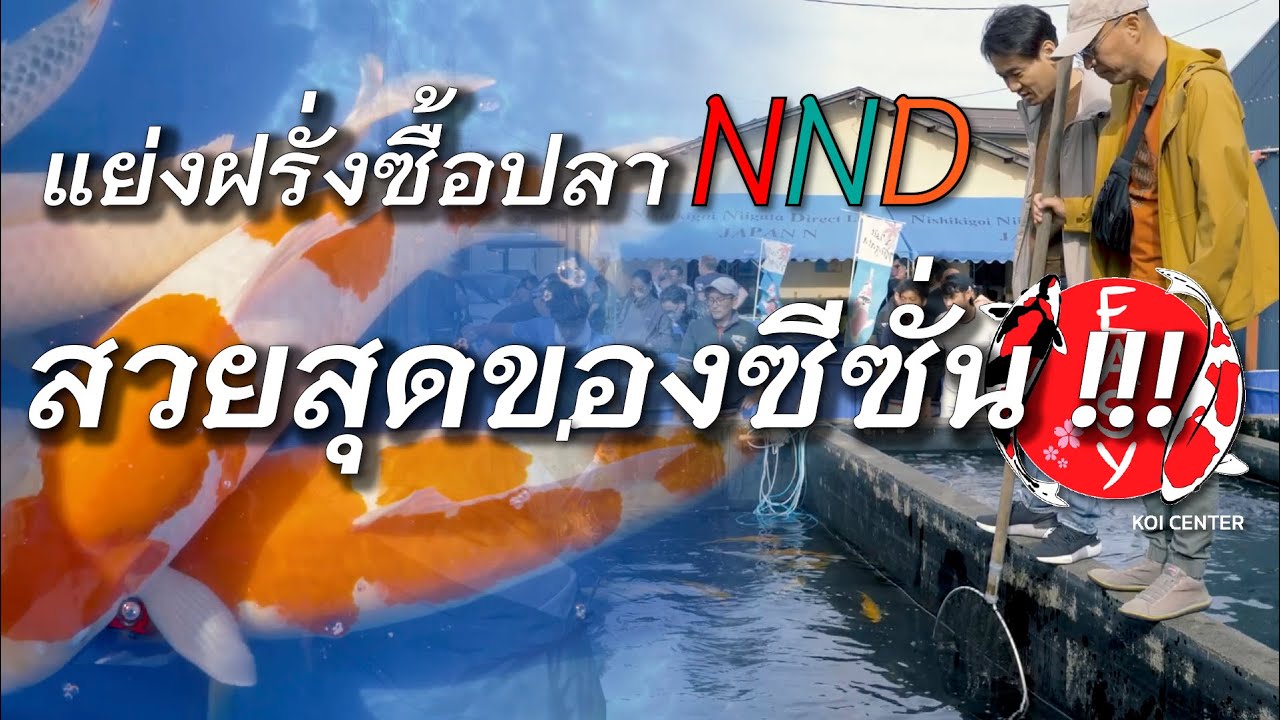 แย่งซื้อปลาตัวท๊อปออฟเดอะซีซันของ NND แบบฝรั่งยังอึ้ง - อีซี่ตะลุยฟาร์มญี่ปุ่น 2024 EP.8
