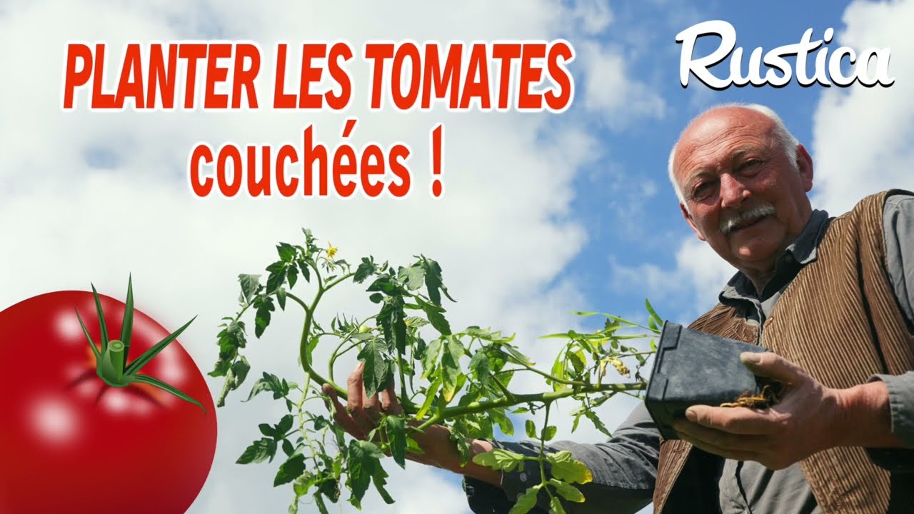 Planter des tomates &agrave; l'horizontale