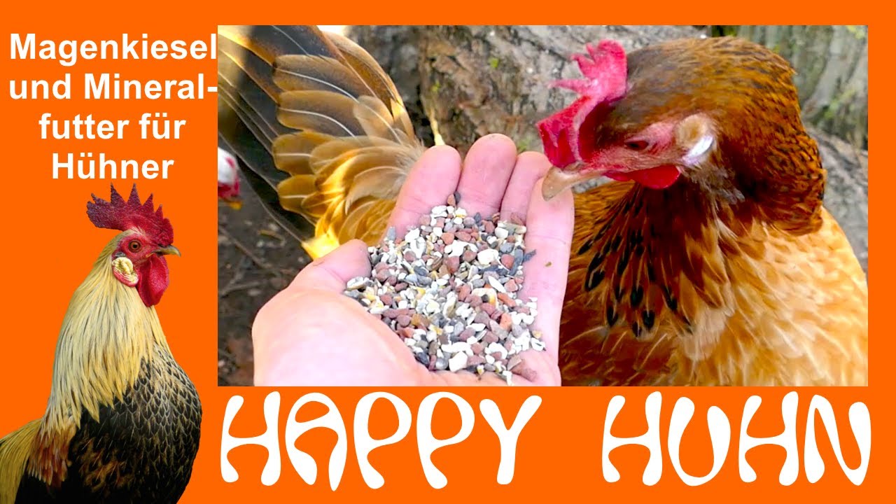 E170 Warum Hühner Magenkiesel und Mineralfutter für ihre Verdauung brauchen, HAPPY HUHN, Fütterung