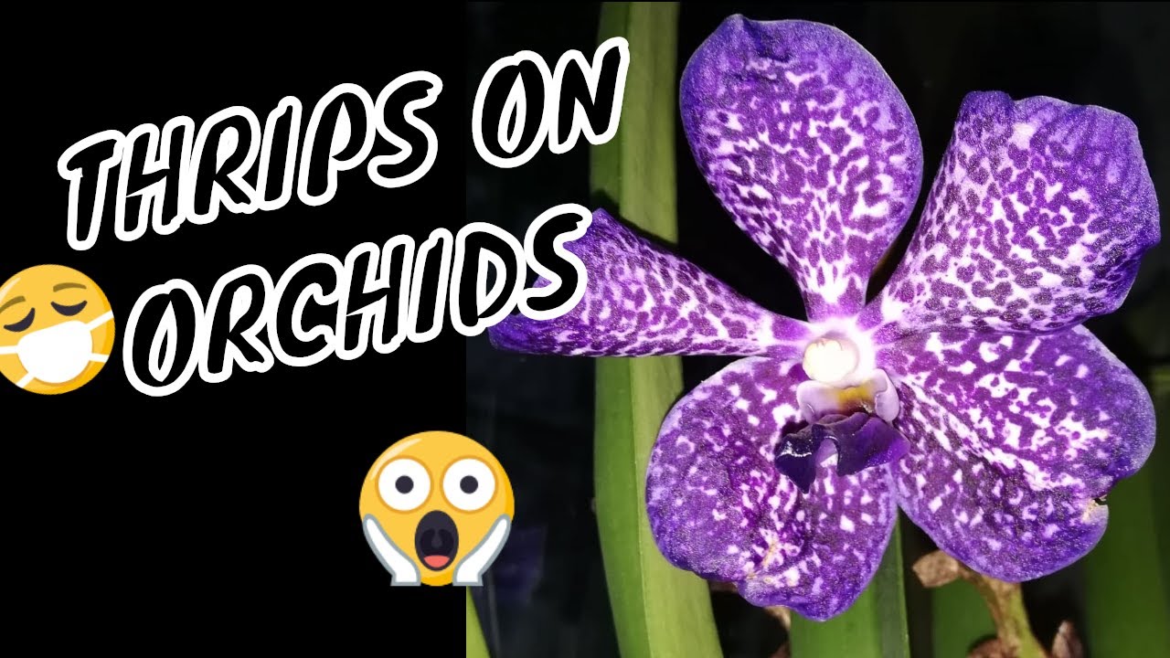 How To Kill Thrips On Orchids - ALL YOU NEED TO KNOW!
