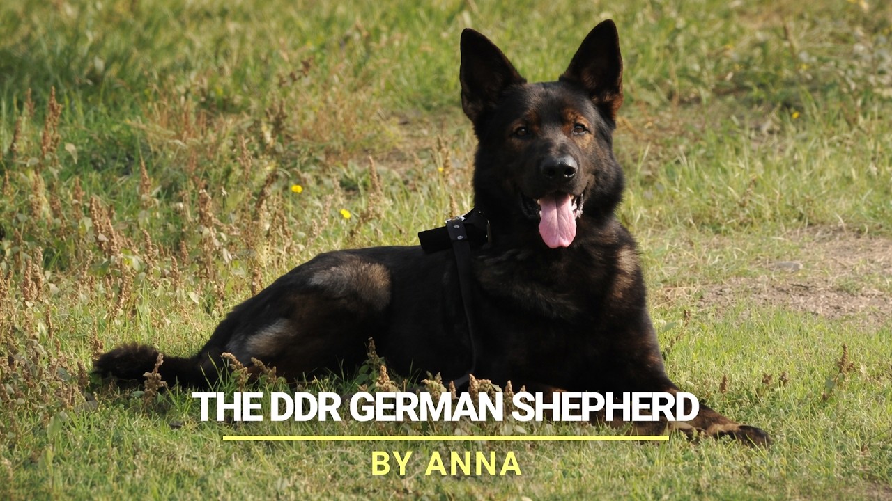 The DDR GSD by Anna