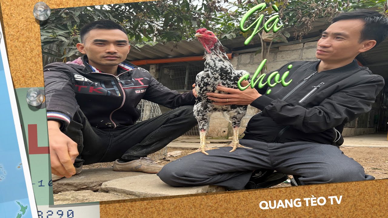 Quang Tèo TV | Giới Thiệu Sơ Về Gà Chọi Cho Anh Em Cùng Đam Mê