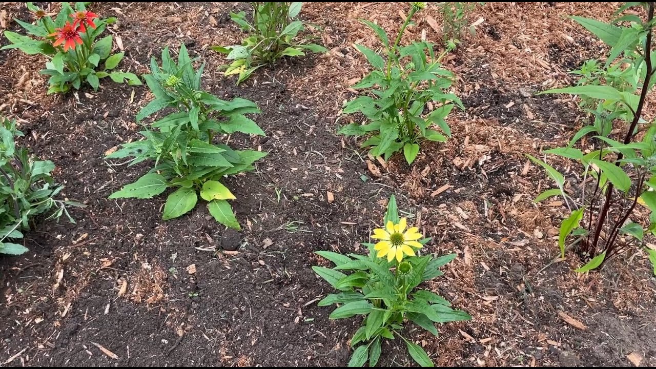 Perennial Garden Bed Rejuvenation (Before and After)