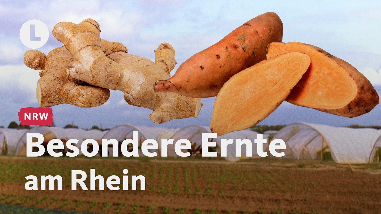 Ingwer & Süßkartoffel: Zwei Höfe wagen den Anbau | WDR Lokalzeit LandSchafft