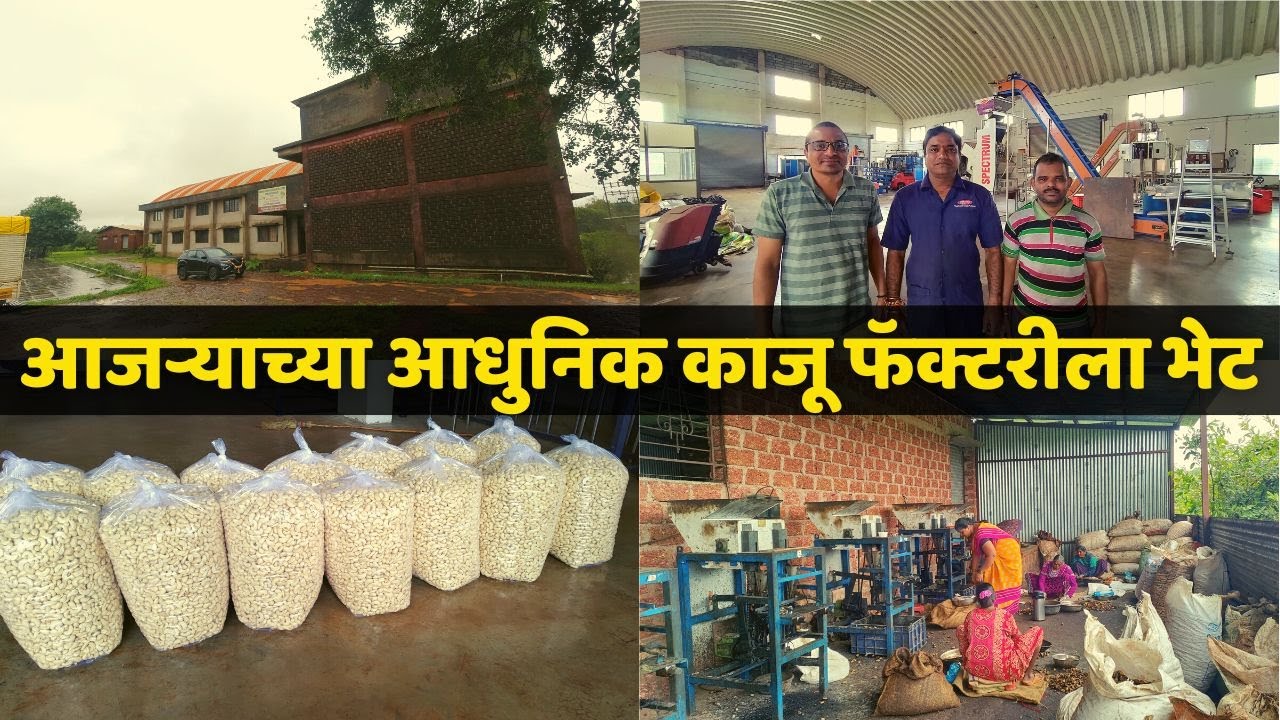 आजर्‍याच्या आधुनिक काजू फॅक्टरीला भेट । Visit to Modern Cashew Factory in Ajara District : Kolhapur