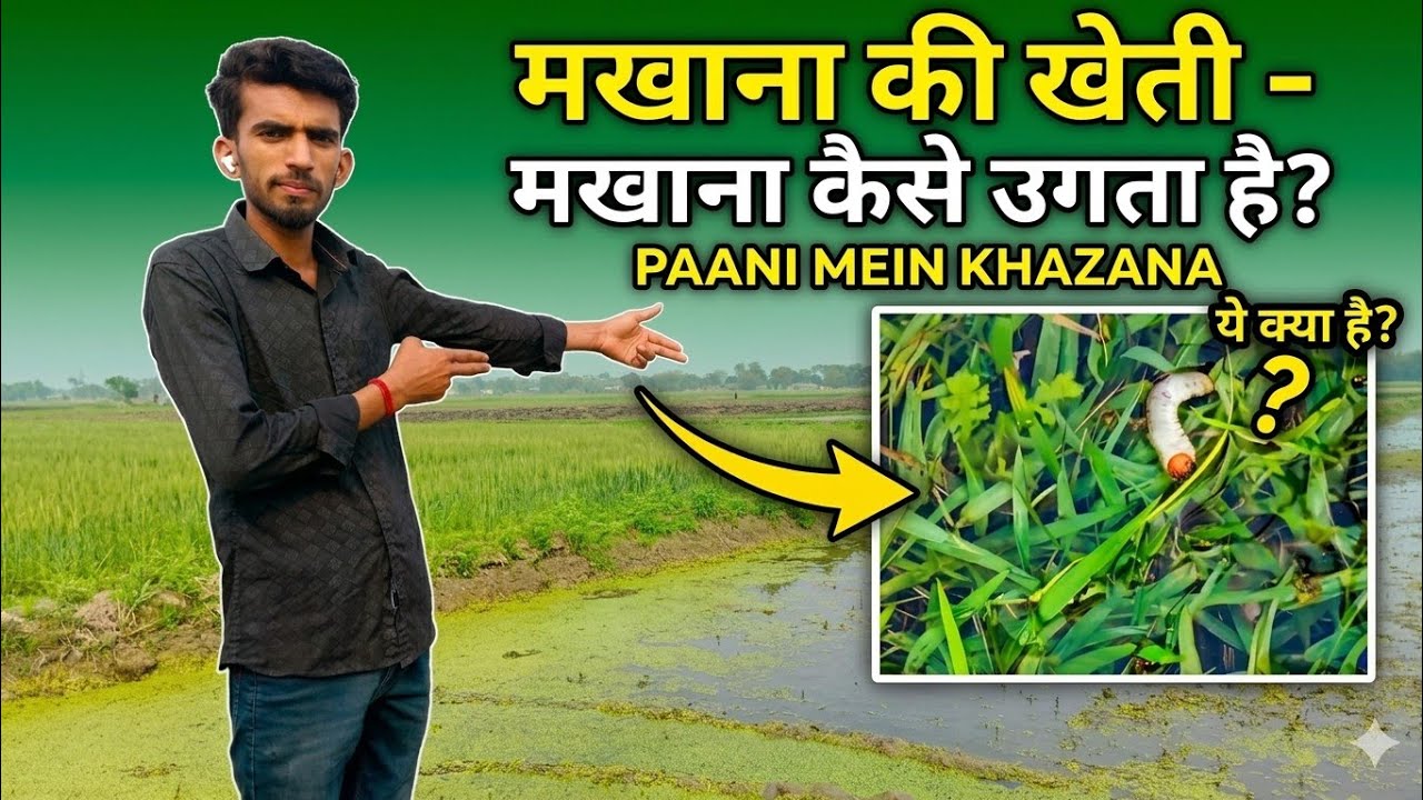 Paani Mein Kaise Ugta Hai Makhana? 😱 | Lakhon Ka Khazana! Vlogs 