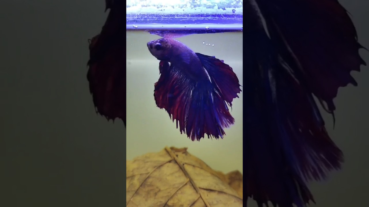 நம்ம Betta fish statue ஆயுடுச்சி 🤔அத Release பண்ண போறோம்🤯 