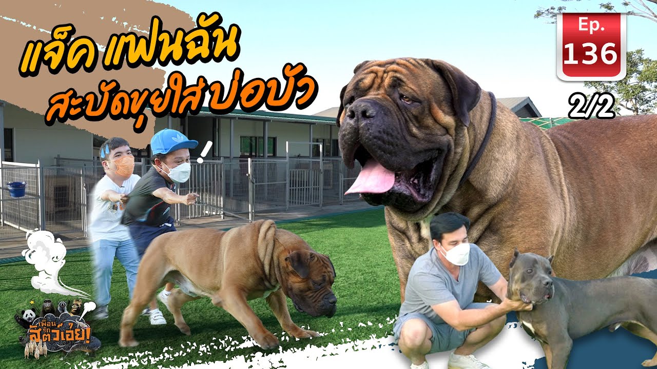 Boerboel แจ็ค แฟนฉัน สะบัดขุยใส่บ่อบัว - เพื่อนรักสัตว์เอ๊ย EP.136 (2/2)