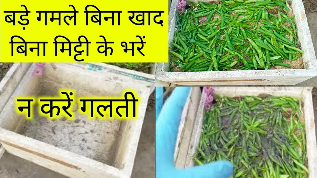 बड़े गमले को बिना खाद बिना मिट्टी कैसे भरें/How to fill a large pot with soil without fertilizer 