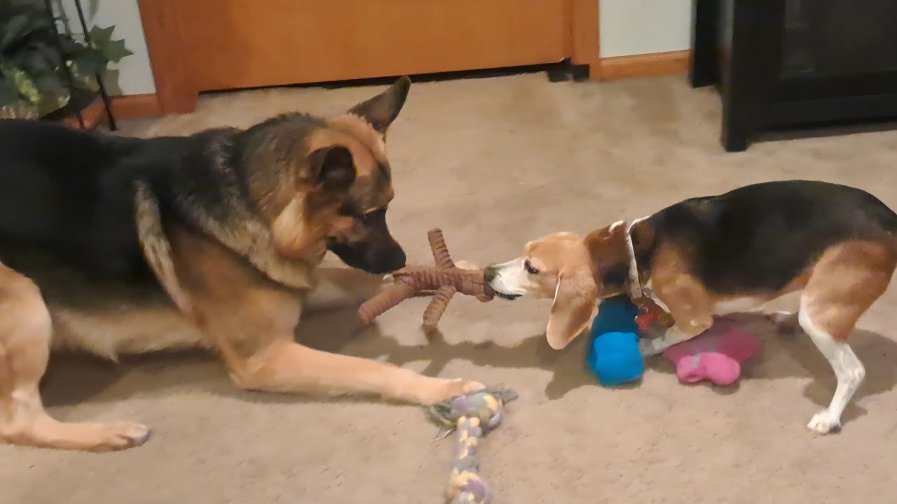 The Battle of Little Monkey 