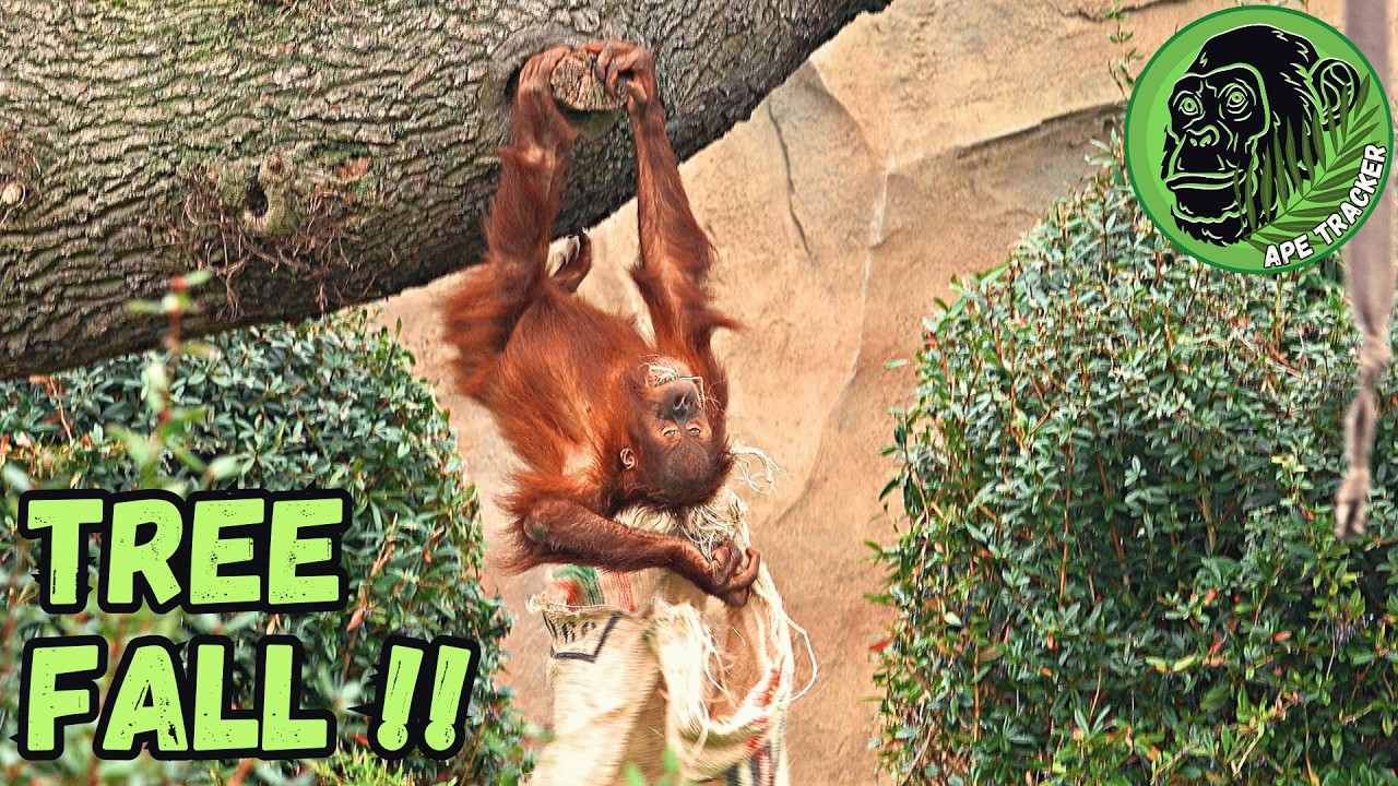 Little Orangutan Falls After Big Sister Pulls Him Out Of Tree ! 