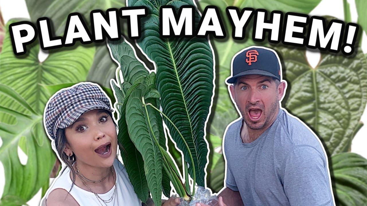 Это Plant Mayhem, и я здесь ради него! + ОГРОМНЫЙ двойной привоз растений! ECUAGENERA приезжает в...