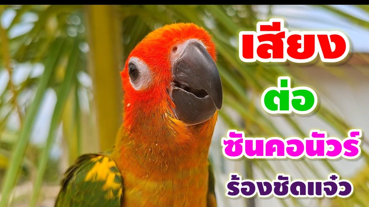 เสียงร้องนกซันคอนัวร์ร้องเพลงเพราะๆ ร้องเพลงกับธรรมชาติใกล้บ้าน ร้องเพลงเสียงใส เสียงเปล่งประกายมาก