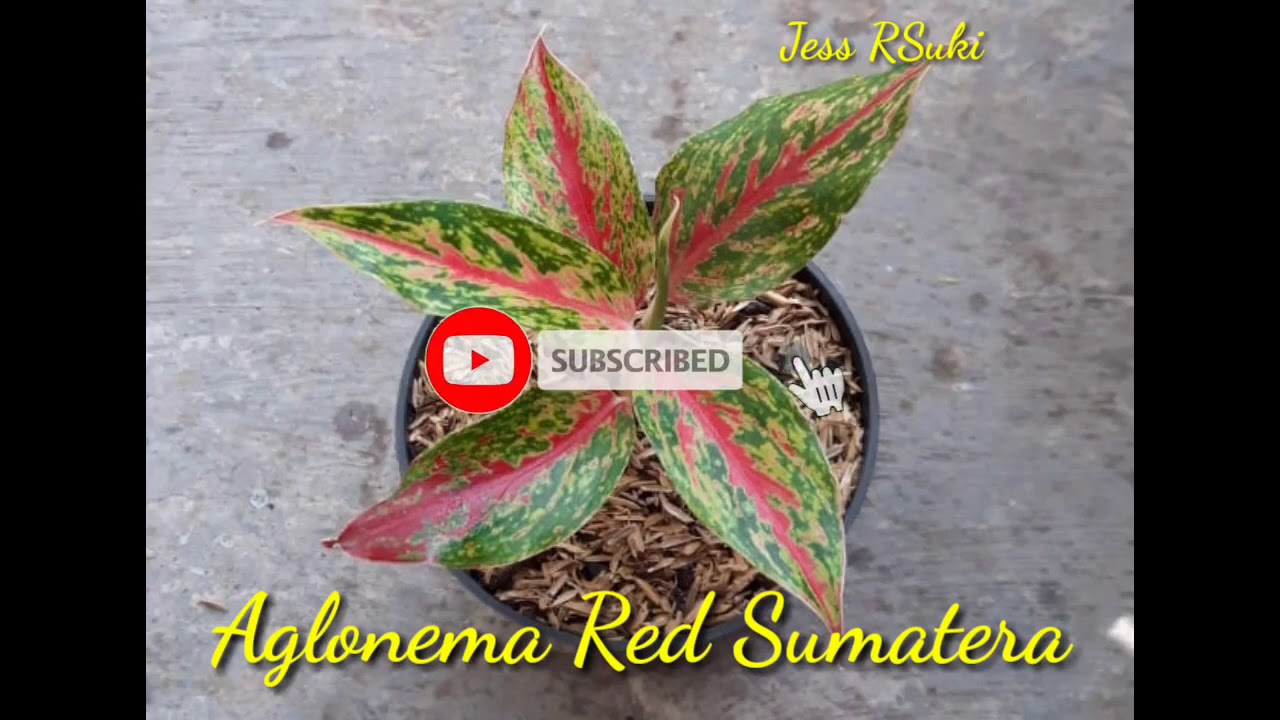 Aglonema Red Sumatera, Mempunyai Corak Daun Yang Unik. Ujung Daunnya Berwarna Hijau Tua