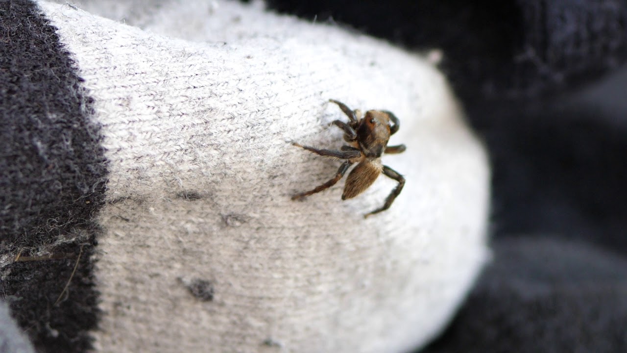 1080P Lumix G 30mm Macro with GH5