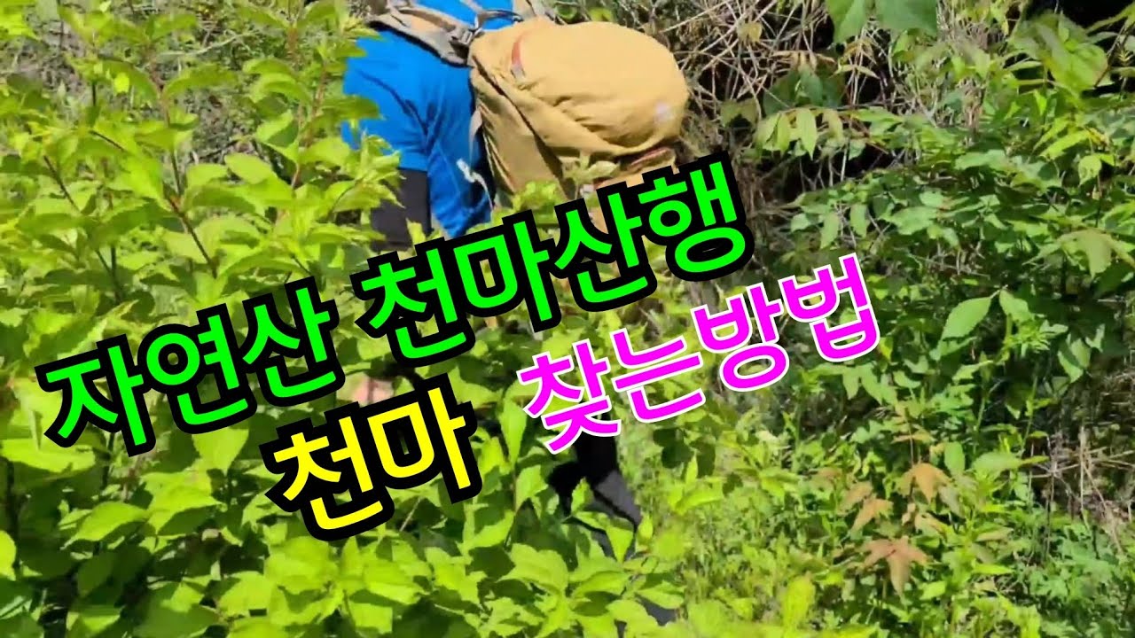 자연산 천마산행 천마  찾는방법
