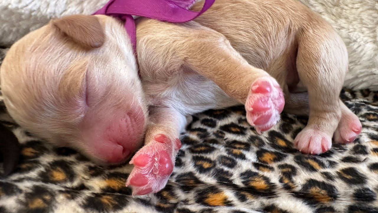 Live Birth and Litter Announcement / Phantom Roast Litter / Chilliwack Labradoodles