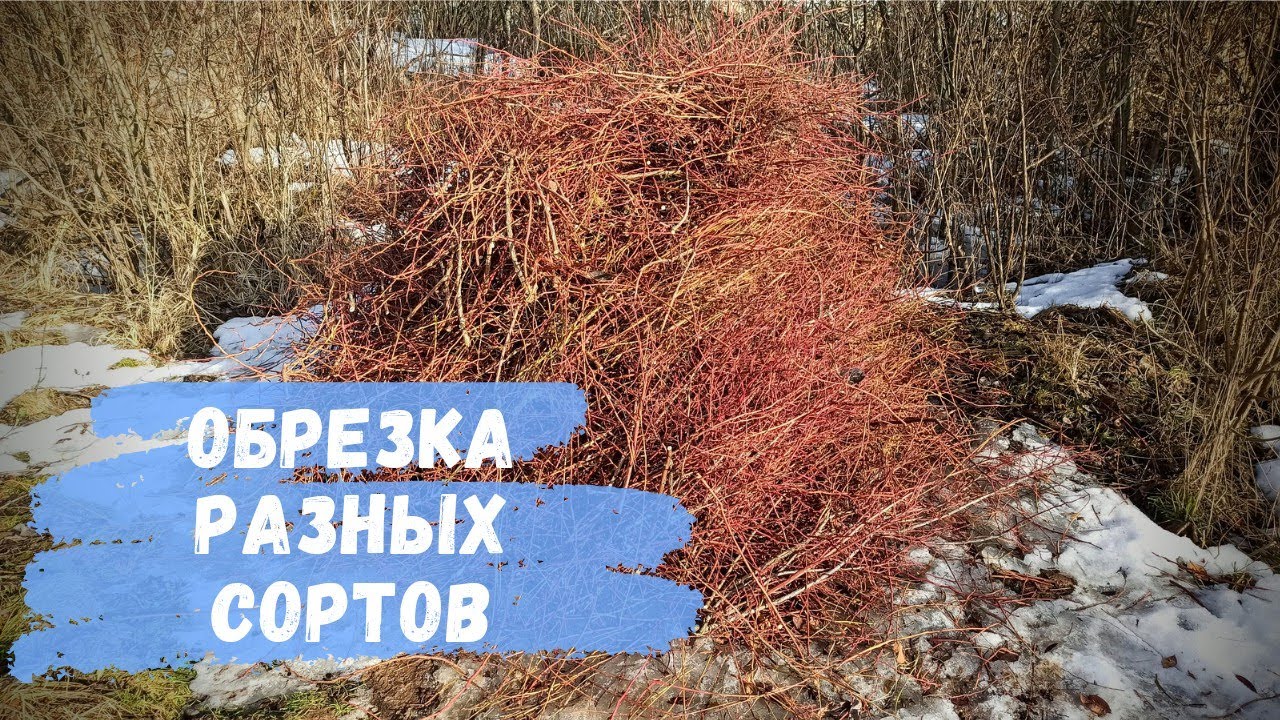 Результаты обрезкеи