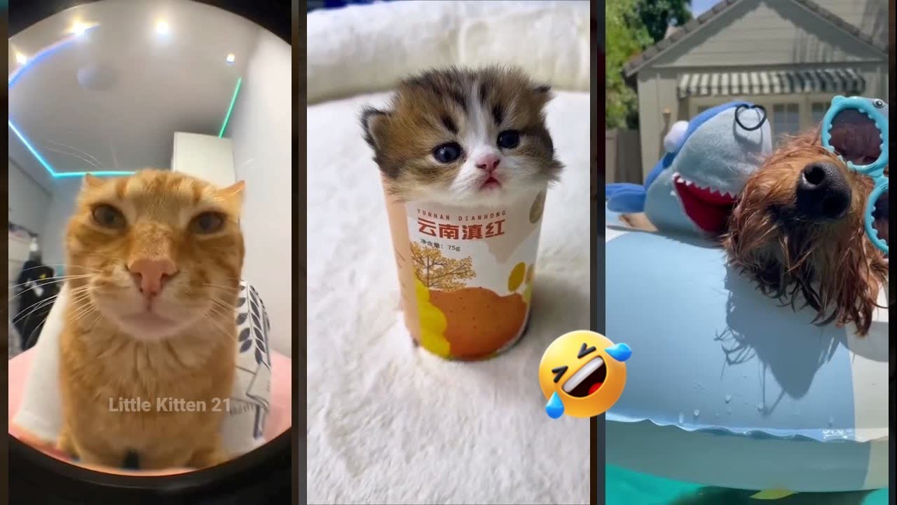 Cat Funny Videos 😼 Cute Cats Kittens 😹 