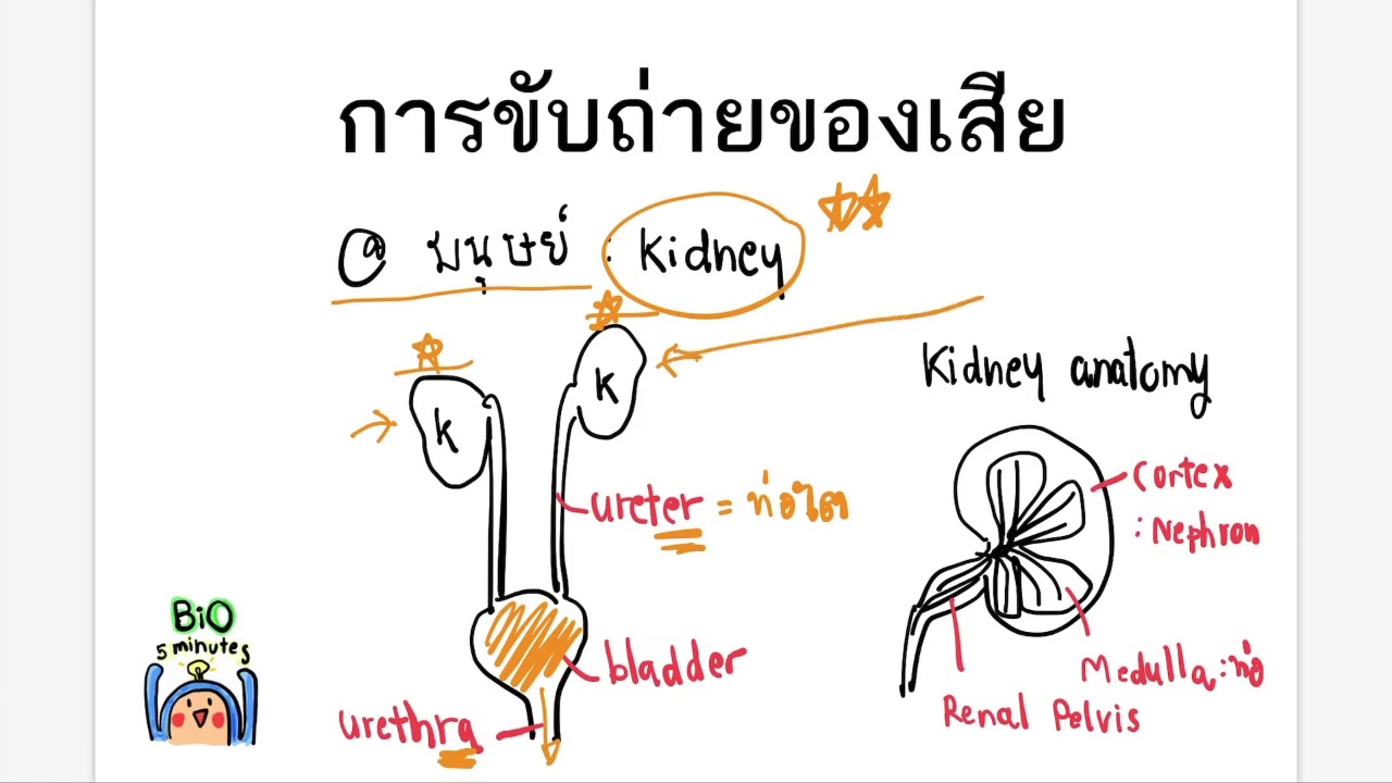 4  Kidney anatomy
