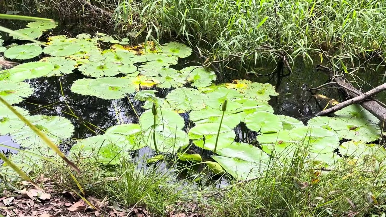 Water lily 01