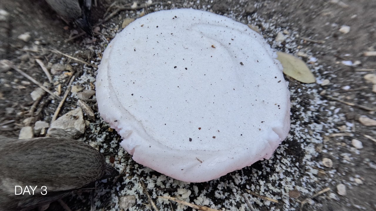Crumbl Cookie Left Outside For 4 Days