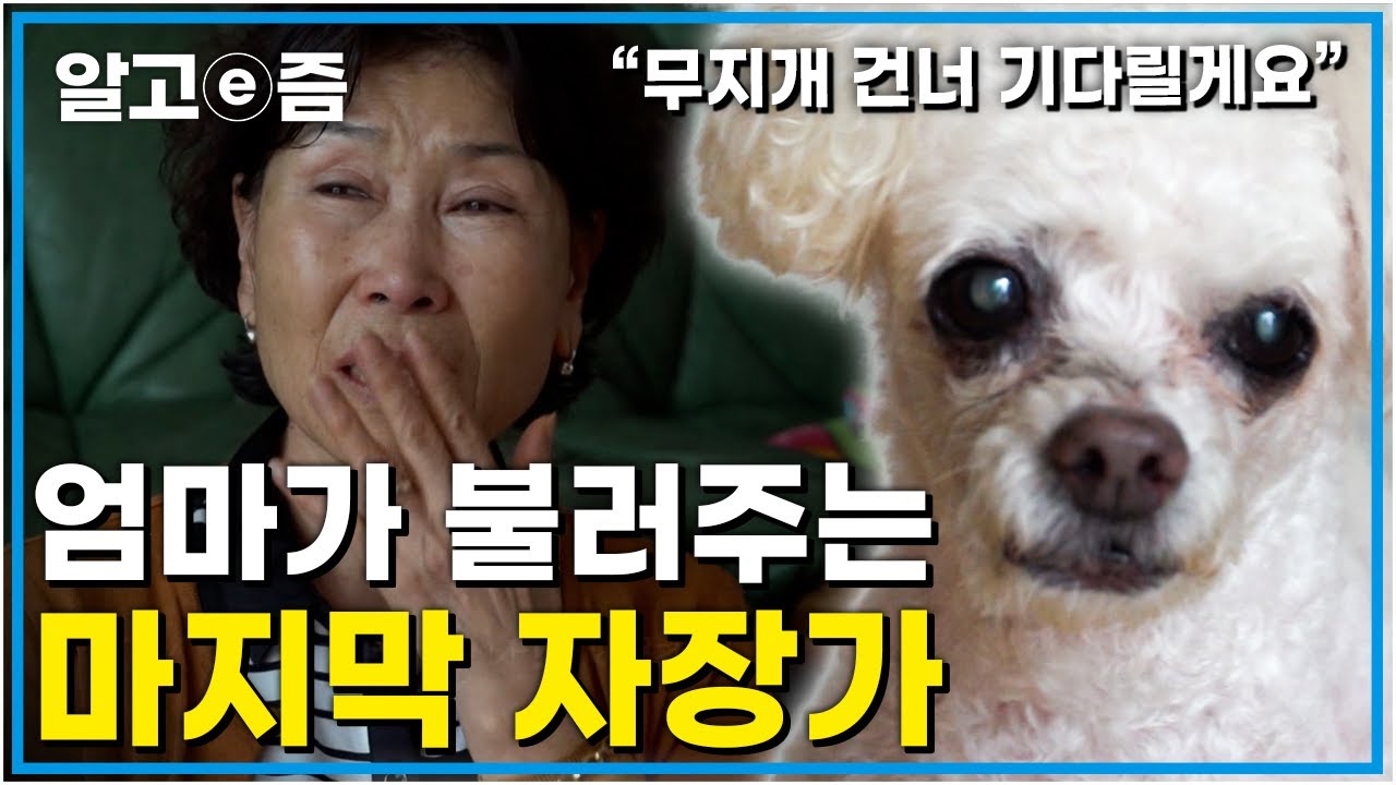 이제 이별을 준비를&nbsp;해야 하는&nbsp;우리들 노견은 어떻게 돌봐줘야 할까? 먹먹한&nbsp;가슴&hellip;│세나개│세상에 나쁜 개는 없다 │알고e즘│