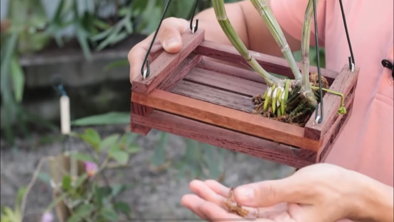 PLANTAR ORQUÍDEAS NO CACHEPÔ SEM SUBSTRATO DA CERTO?