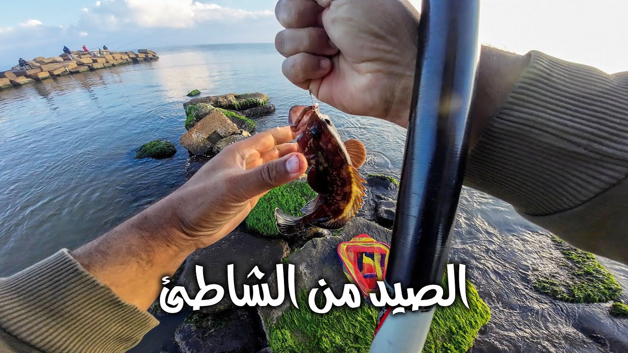 منوعات صيد من شاطئ بورسعيد سمك القاروص