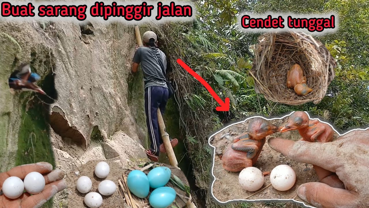 Nemu sarang tengkek dipinggir jalan || poin mantap cendet tunggal dan jalak lagi