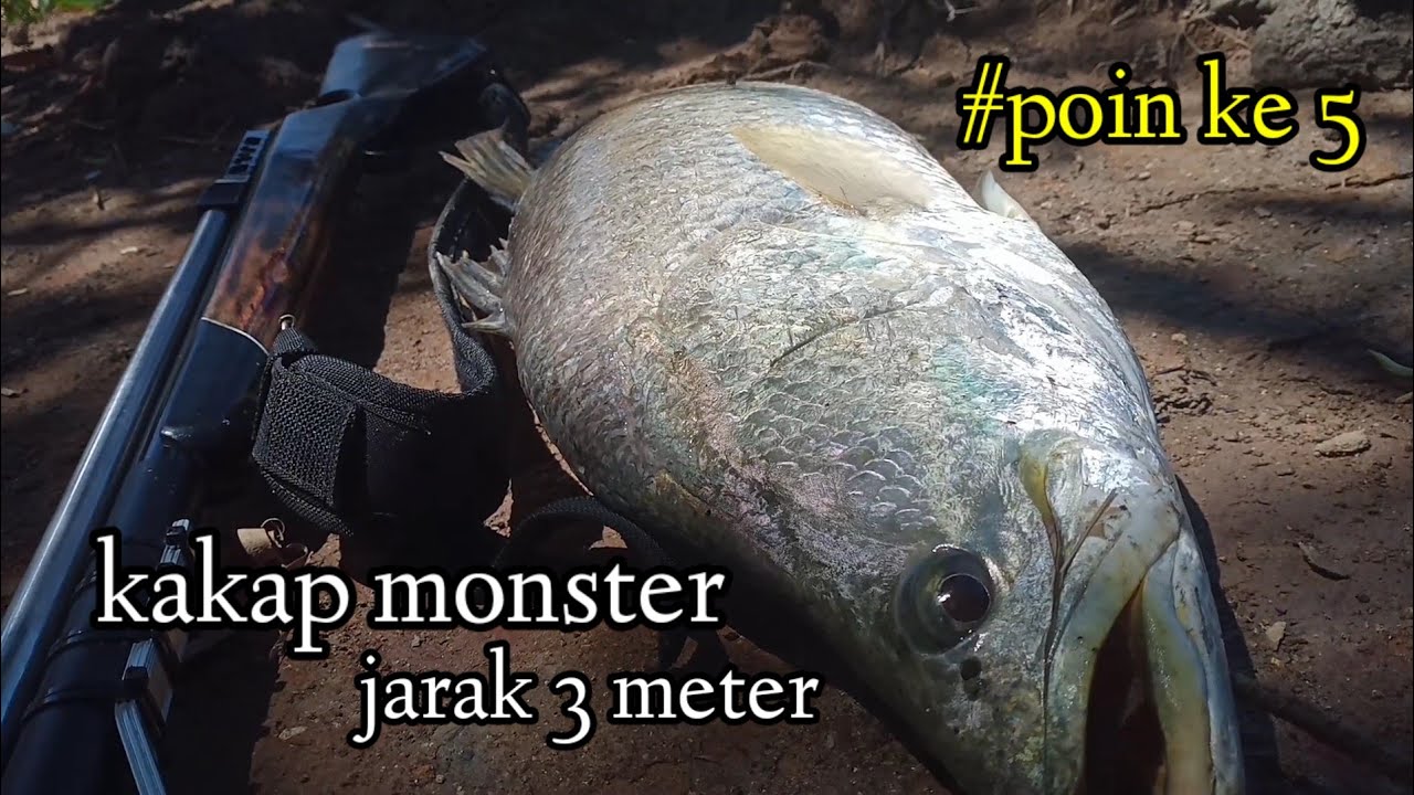 SEPOT GACOOOR !!! NEMBAK KAKAP MONSTER DIJARAK 3 METER
