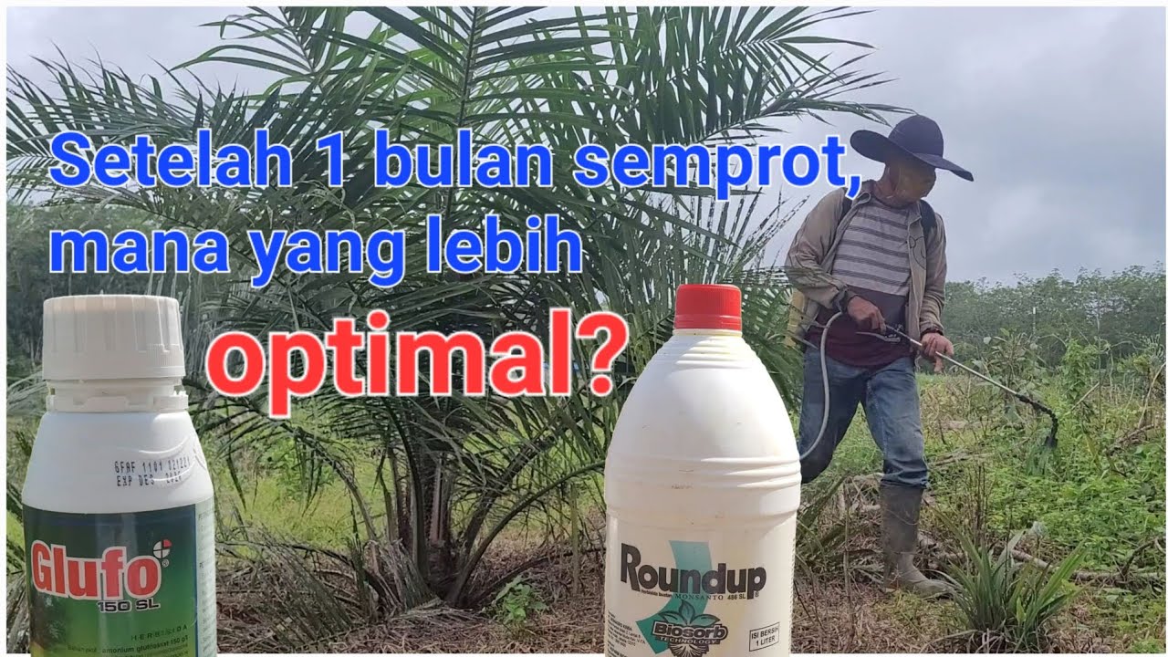 Setelah 1 Bulan : begini Perbedaan Hasil Penyemprotan Gulma menggunakan Roundup vs Glufosinat