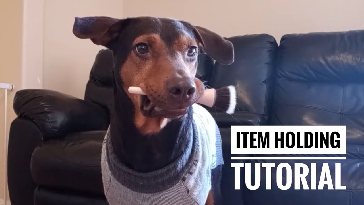 how to train your dog to hold an item.