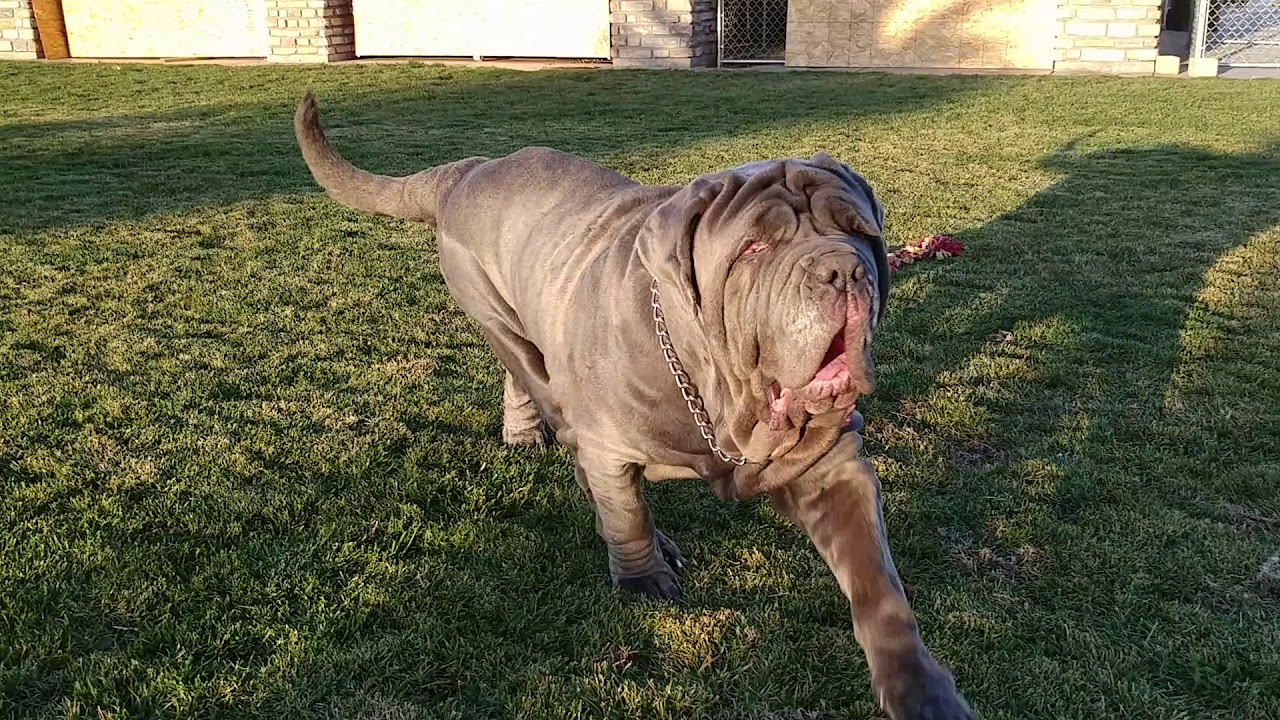 Neapolitan Mastiff mastinos de Reyes