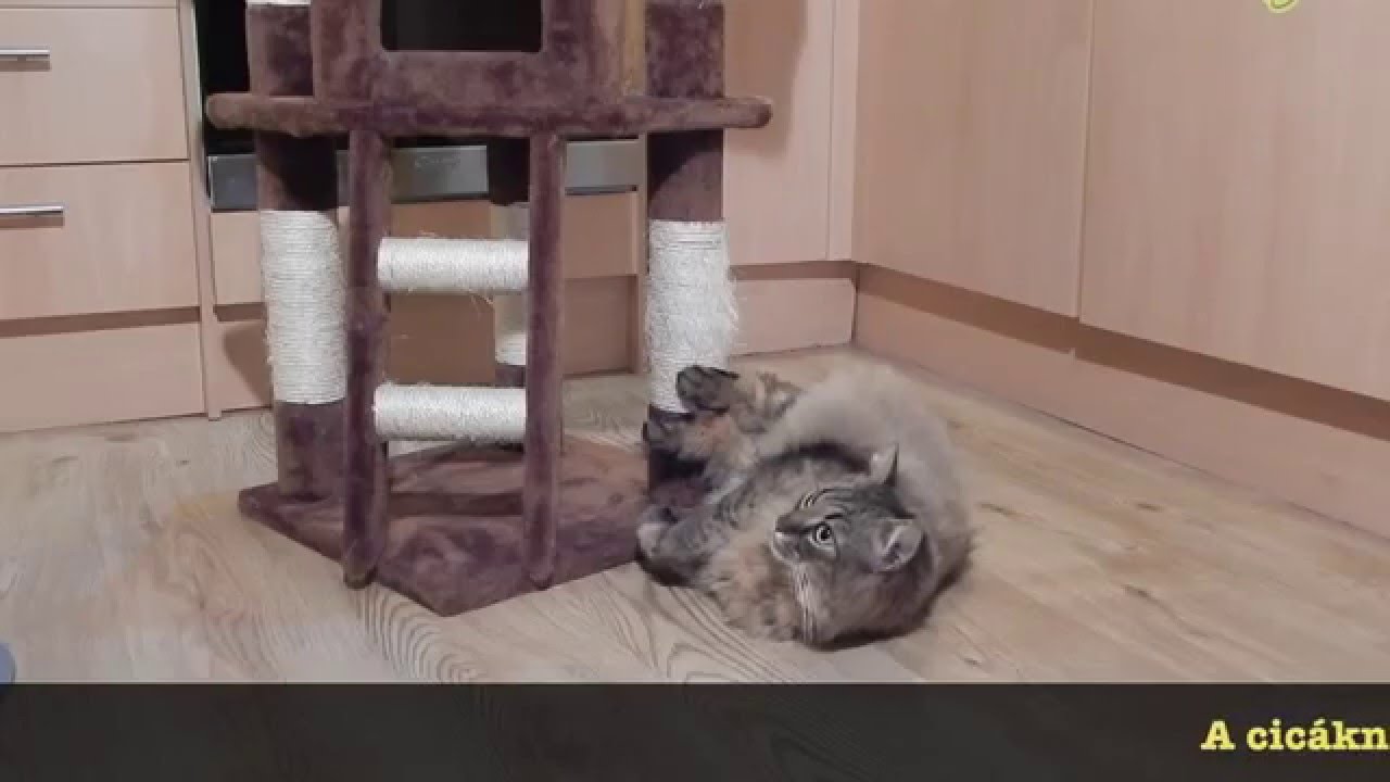 Hogyan tanítsd meg a cicádat a kaparófa használatára