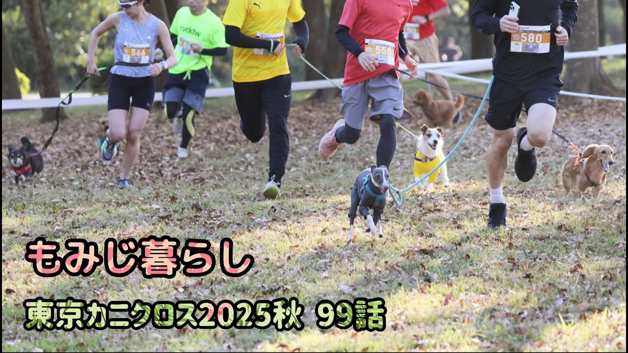 はじめてのわんこ もみじ暮らし 東京カニクロス 99話