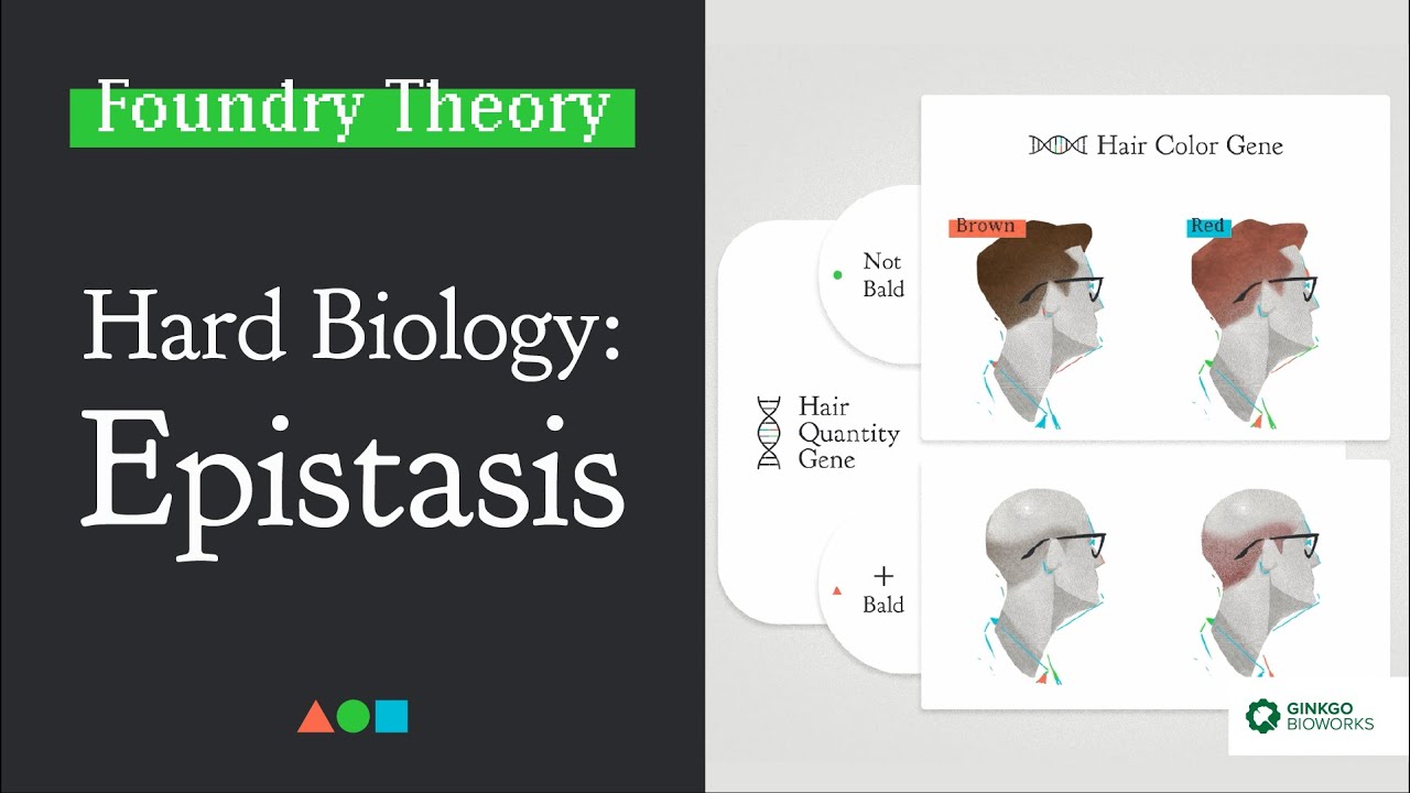 FT017 - Hard Biology: Epistasis