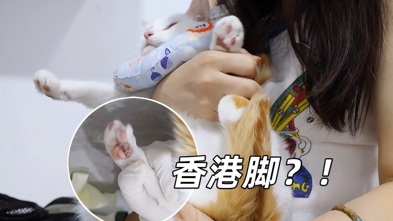 看了獸醫才知道，原來貓咪也會得“香港腳”｜李喜猫