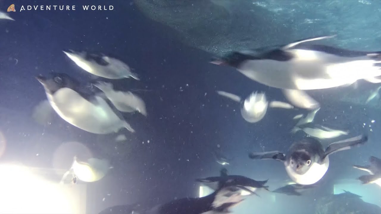 たくさんの仲間と一緒に水中を自由気ままに泳ぐペンギンたち（ADVENTURE WORLD）～Penguins swim about freely with many friends～