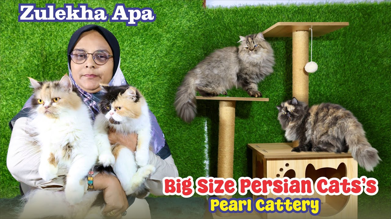 Big Size Persian Cats’s At Pearl Cattery By Zulekha Shaikh