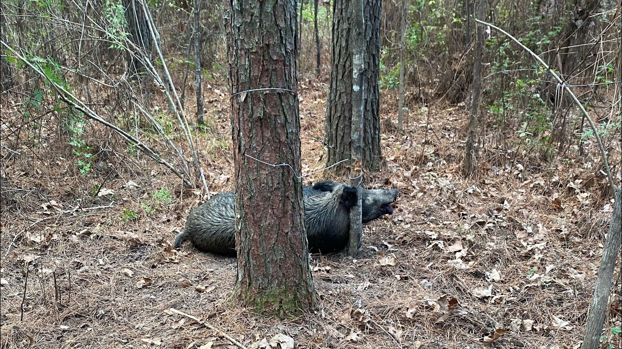 Hog Trapping/Snaring! Cheapest method?