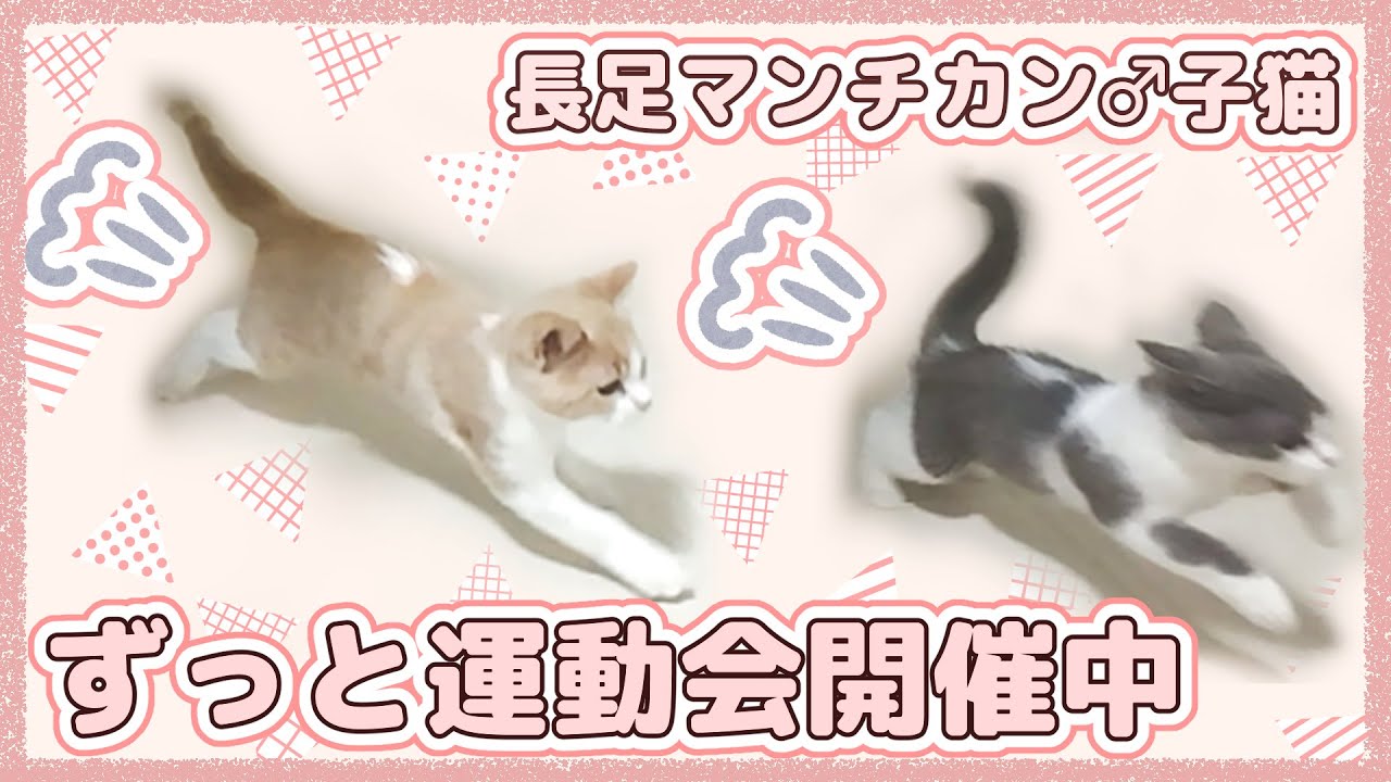 【長足マンチカン２匹】ずっと運動会【生後約３ヶ月】