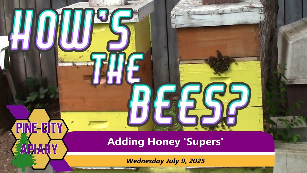 How are the bees?