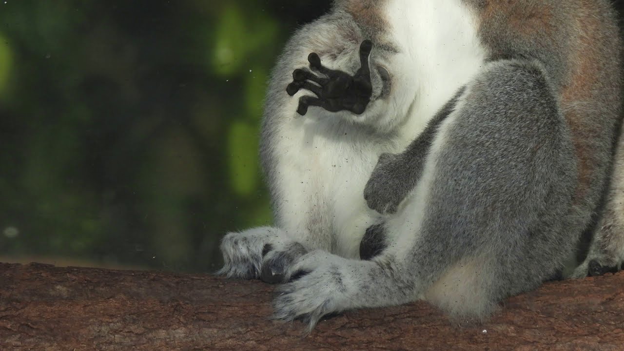 Teil 2: Die Kattas in ihrem Haus s&uuml;&szlig; und lustig aus Tierpark Berlin 31.01.2021