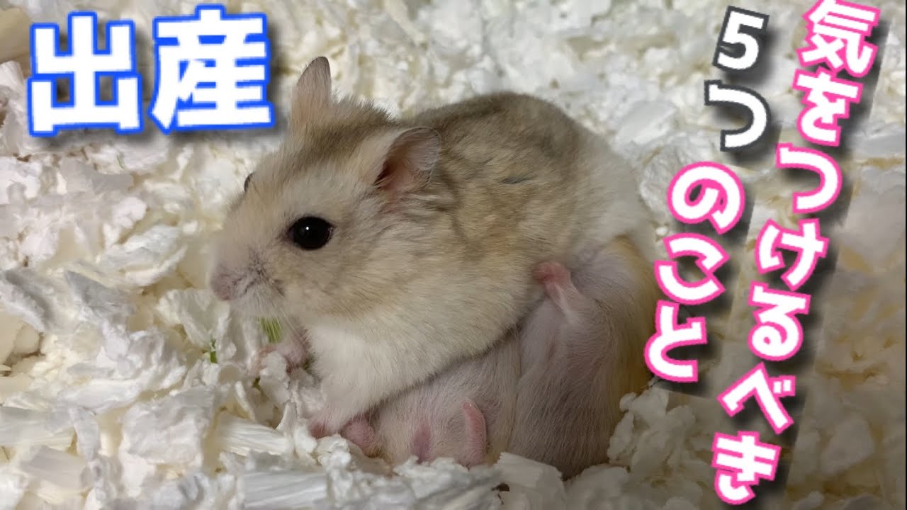 もしも赤ちゃんが産まれたら･･･【ハムスター】