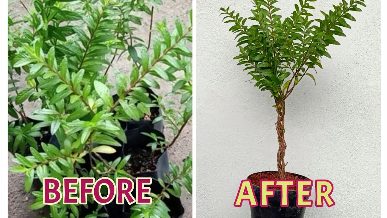Braiding Mexican Heather Plant (Cuphea Hyssopifolia) To Look Like A Small Tree