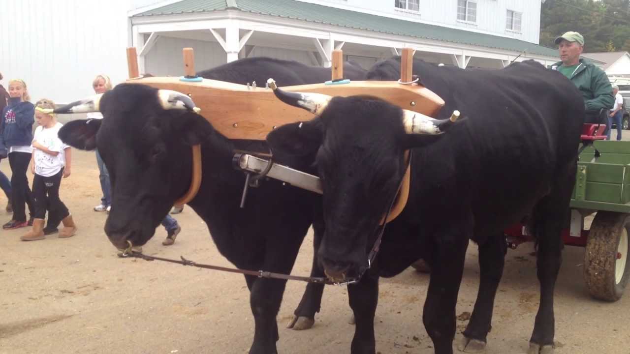 Oxen Parade at Fryeburg Fair 2013