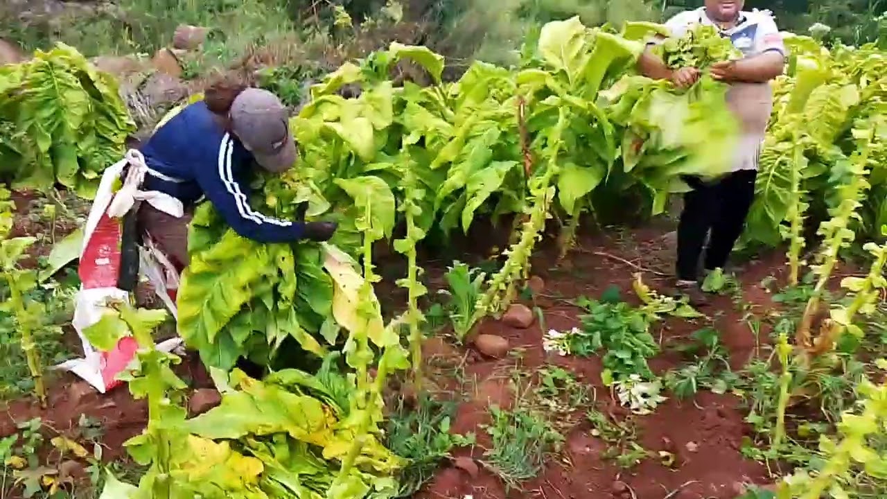 Um sábado de trabalho.chuva,tabaco e coisas que acontece  na lavoura  