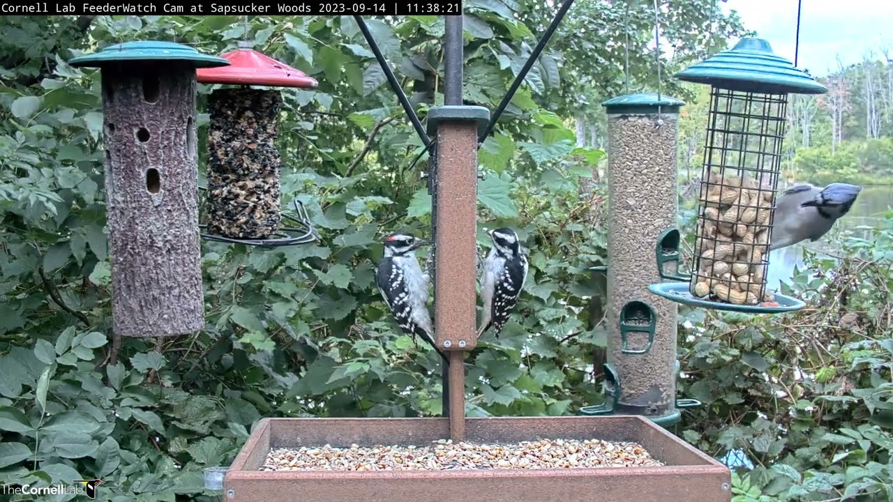 Male And Female Hairy Woodpeckers Bookend Suet Feeder In New York &ndash; Sept. 14, 2023