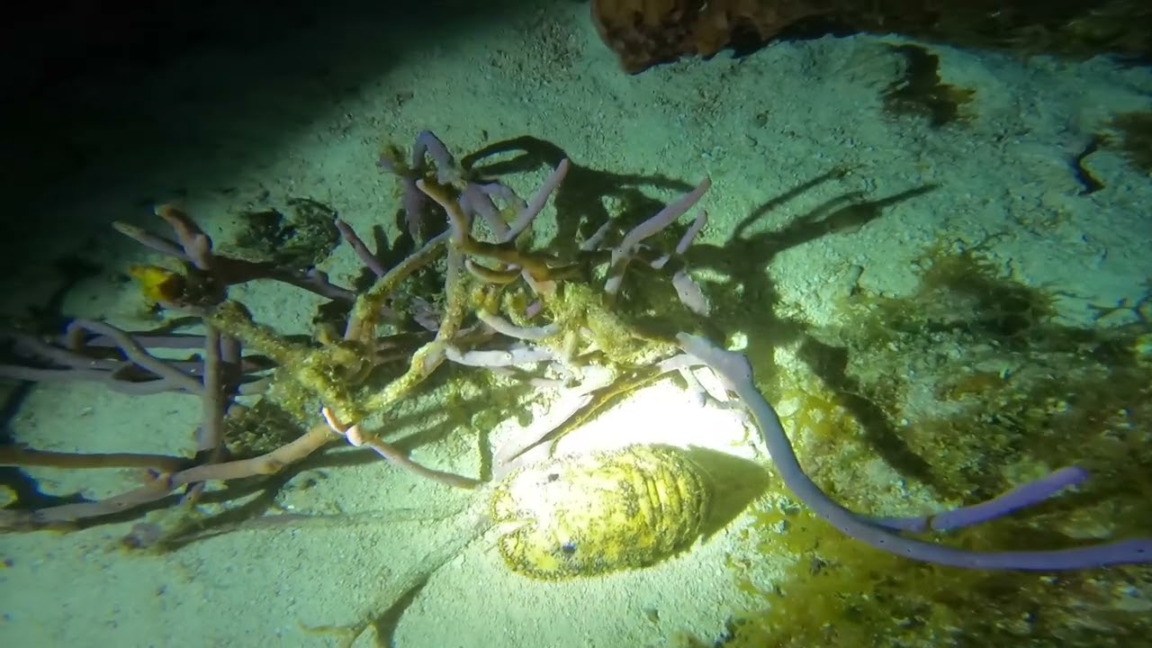 Scuba   Cozumel   2025 10 23   Paradise Reef Night Dive